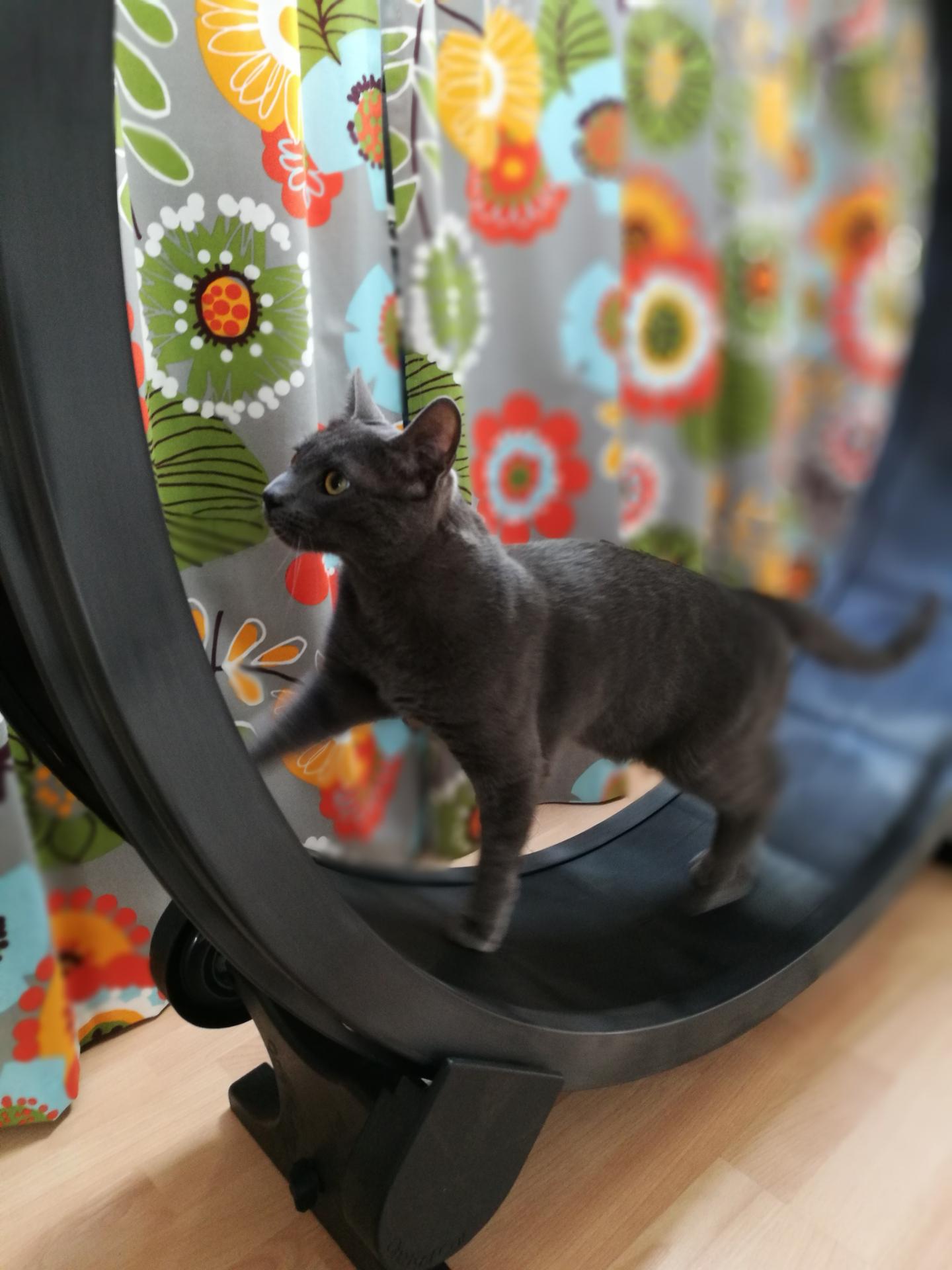 La grande roue d'exercice, super pratique pour les chats très actifs, comme Coucou.
