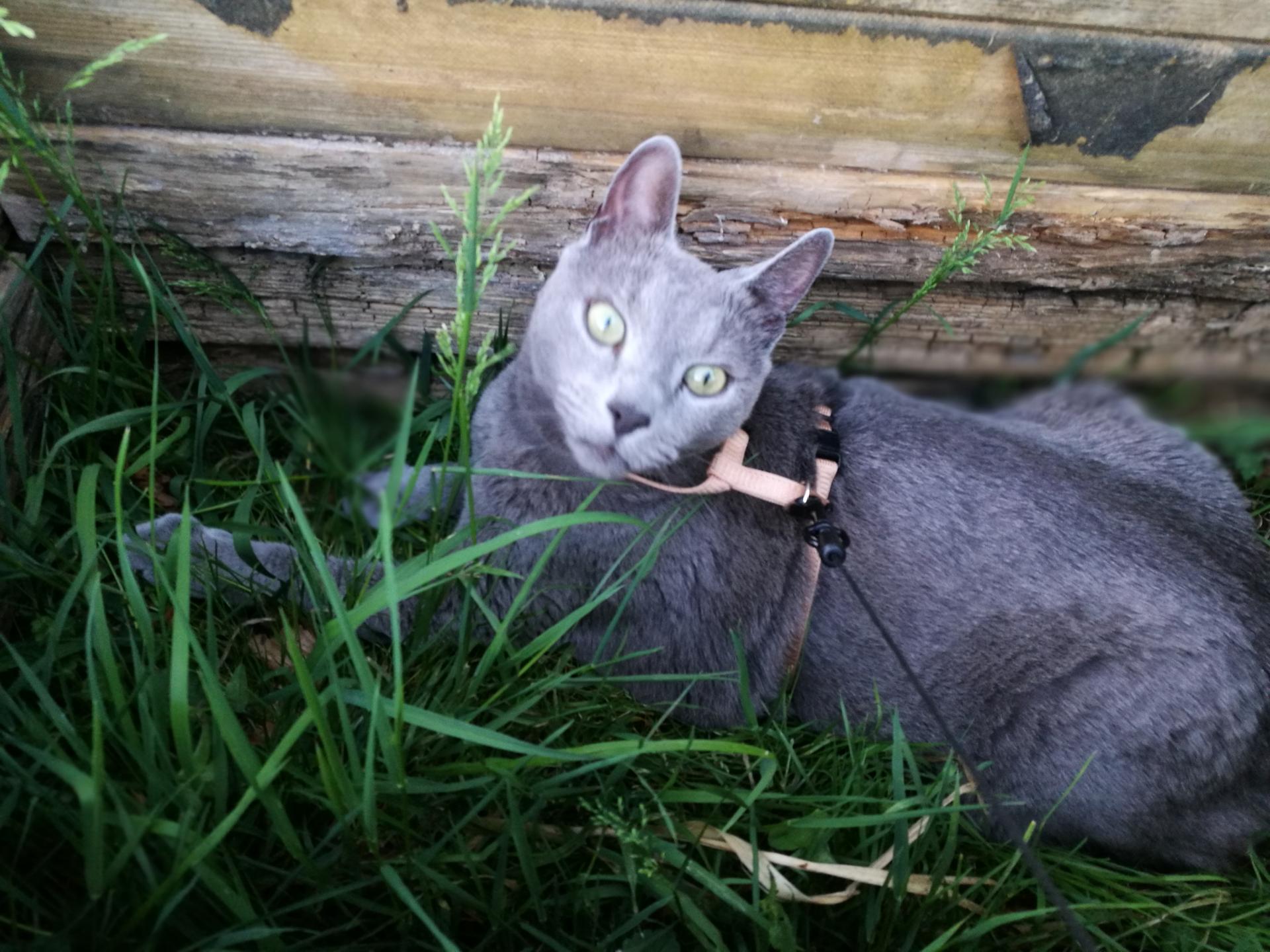 Arrêt dans l'herbe fraîche du matin, pendant la promenade dans le jardin