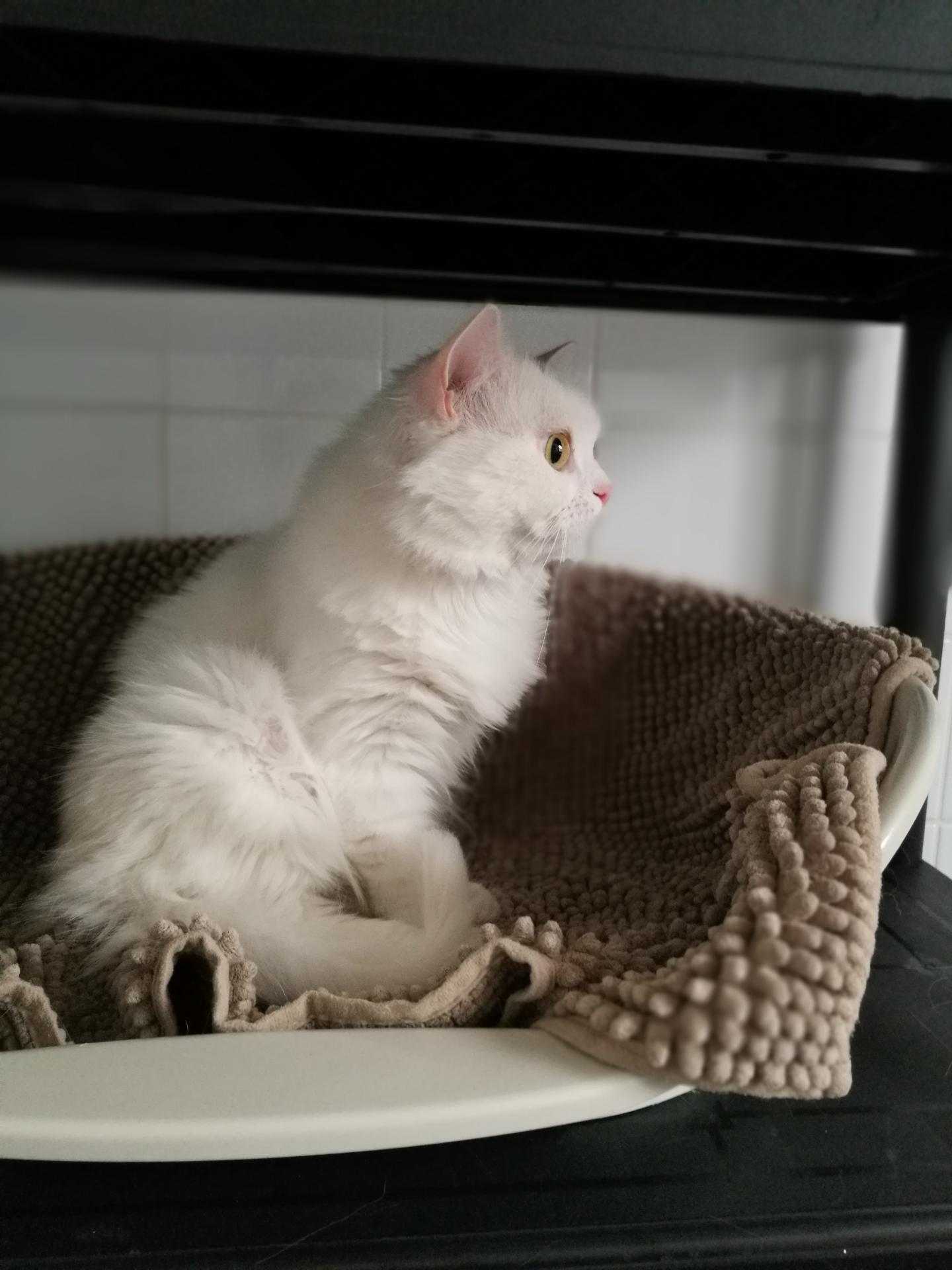 Qui va là ?
