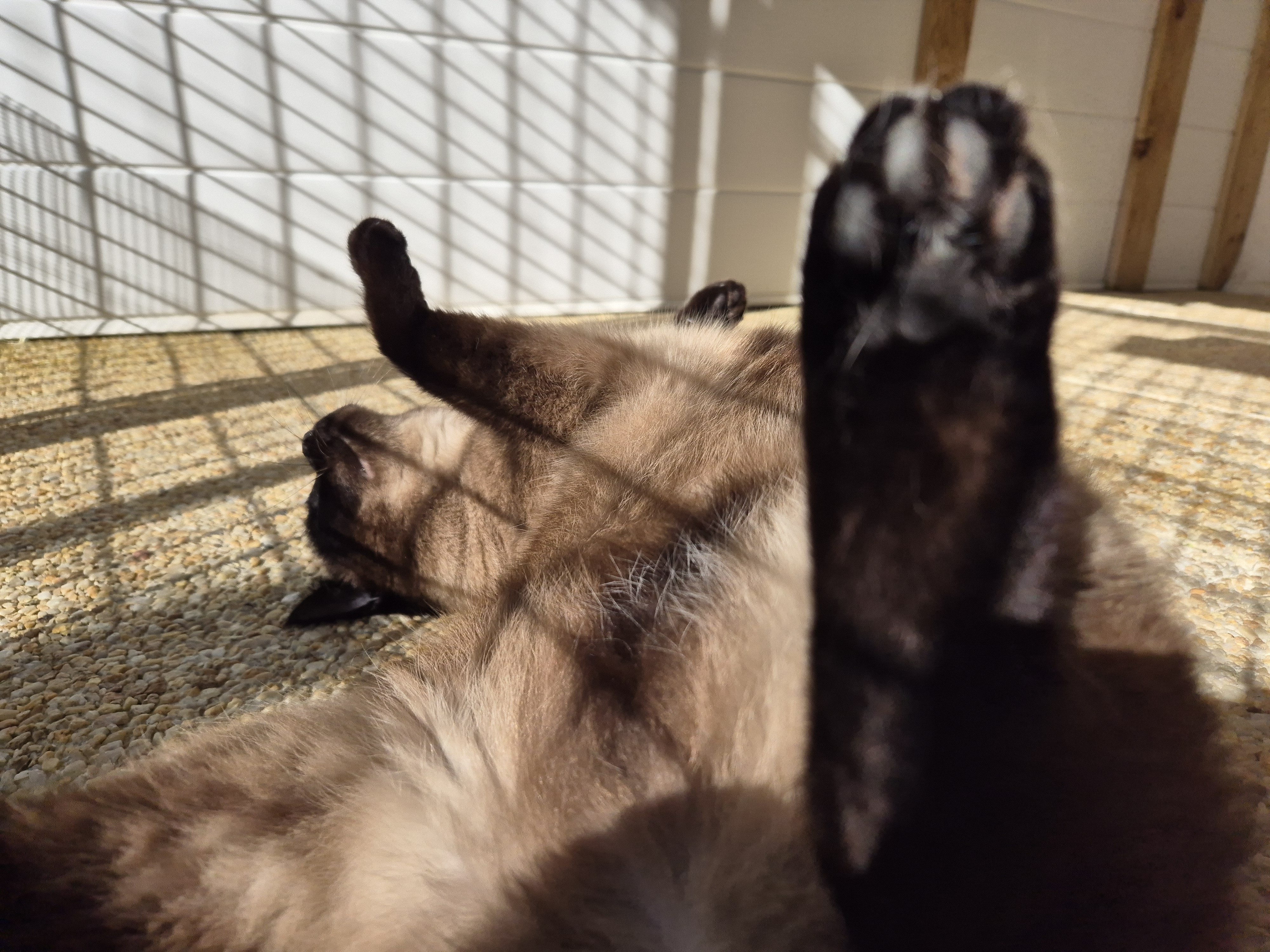 Lézarder au soleil