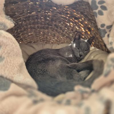COCOONING