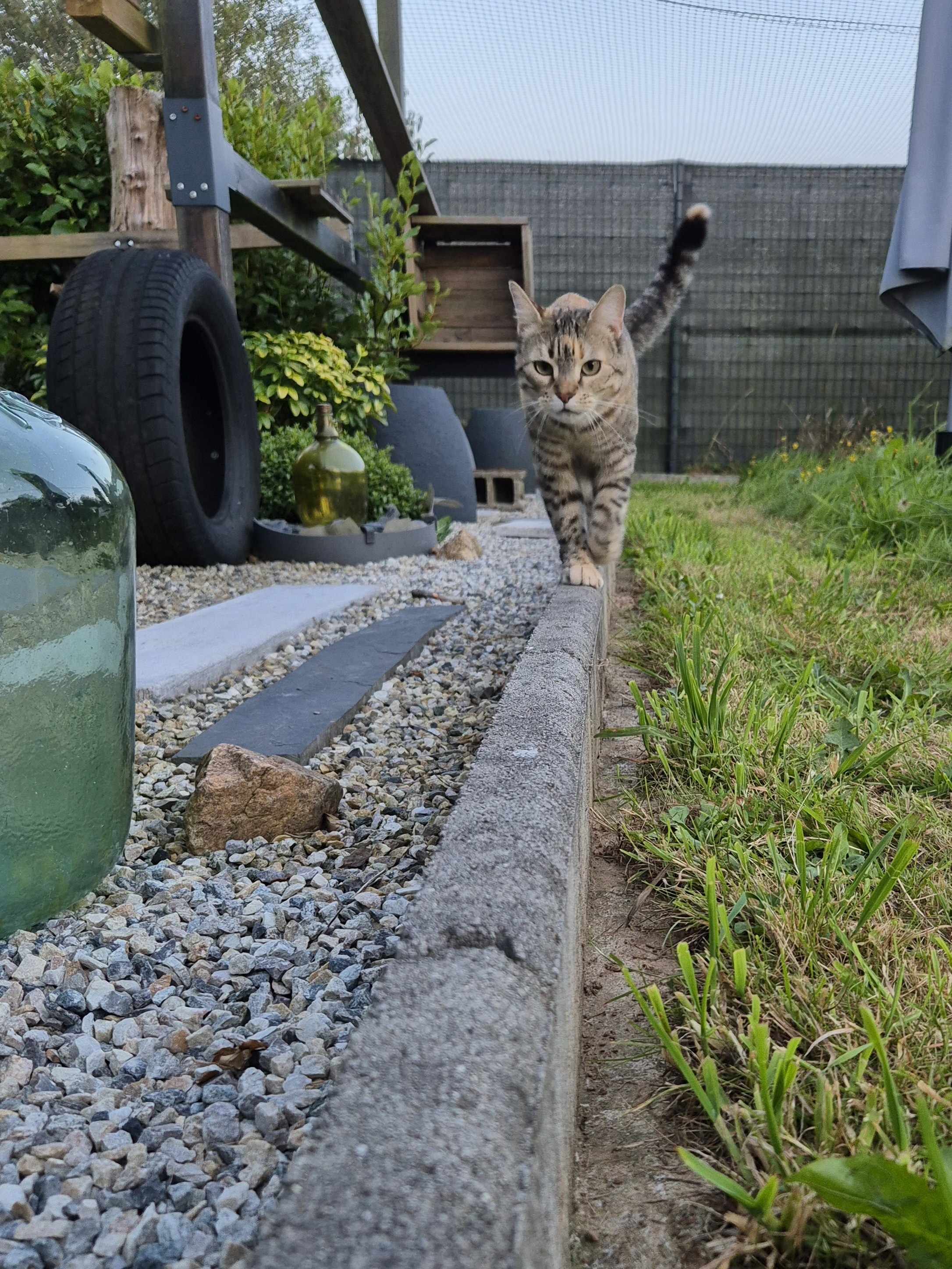 Quel chat n'aime pas les bordures ?
