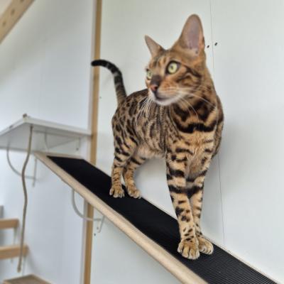 PARCOURS MURAL - CATWALL