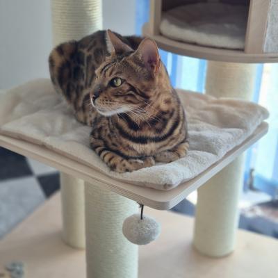 ARBRE A CHAT