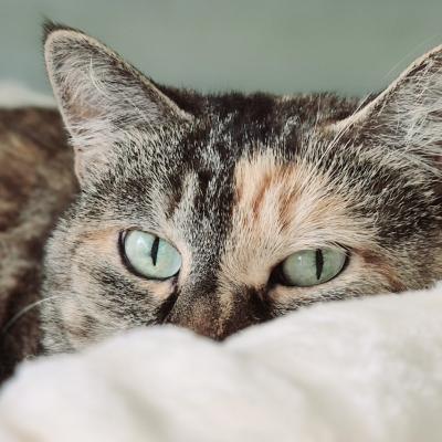 OEIL DE CHAT