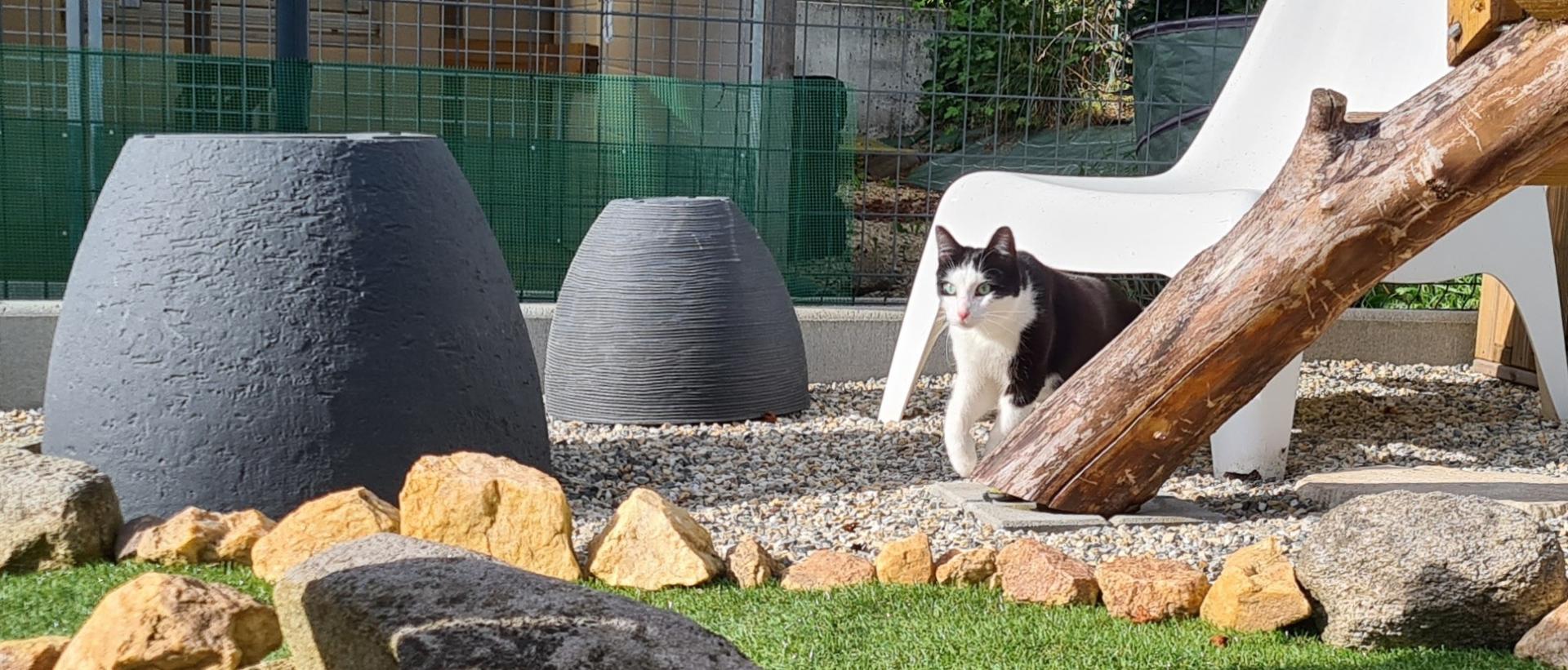 CARINE TAMARAT - PENSION FELINE ET CAT SITTER